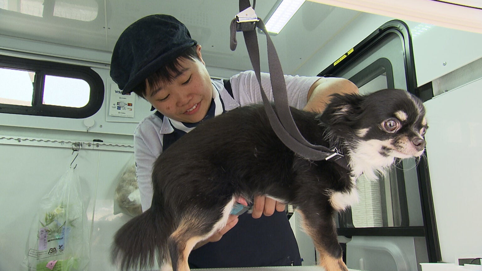 能登半島でも活躍！ 大人気の「移動型トリミングサロン」どんな犬にも