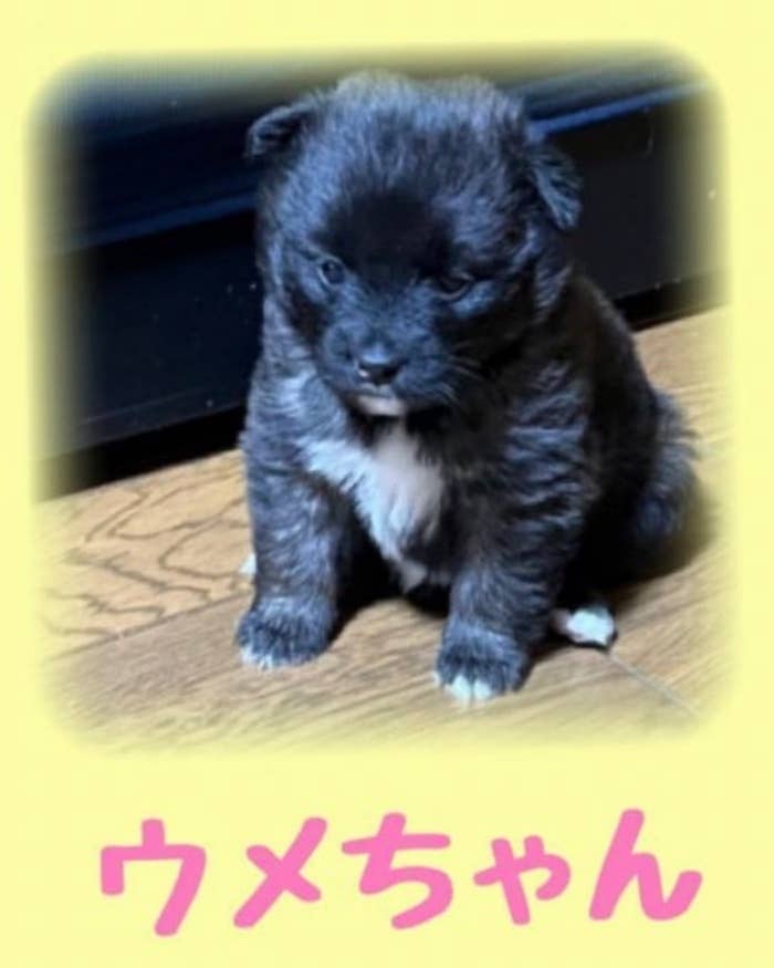 「ウメちゃん」と呼ばれていた預かり期のこまちちゃん