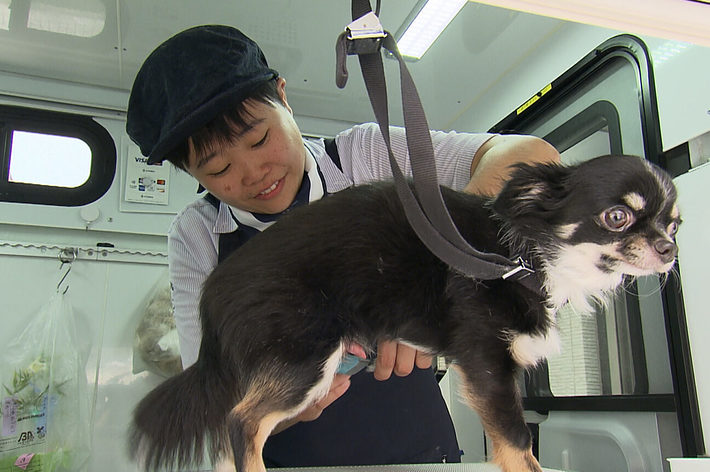 ペット美容師が犬をトリミングしている情景。