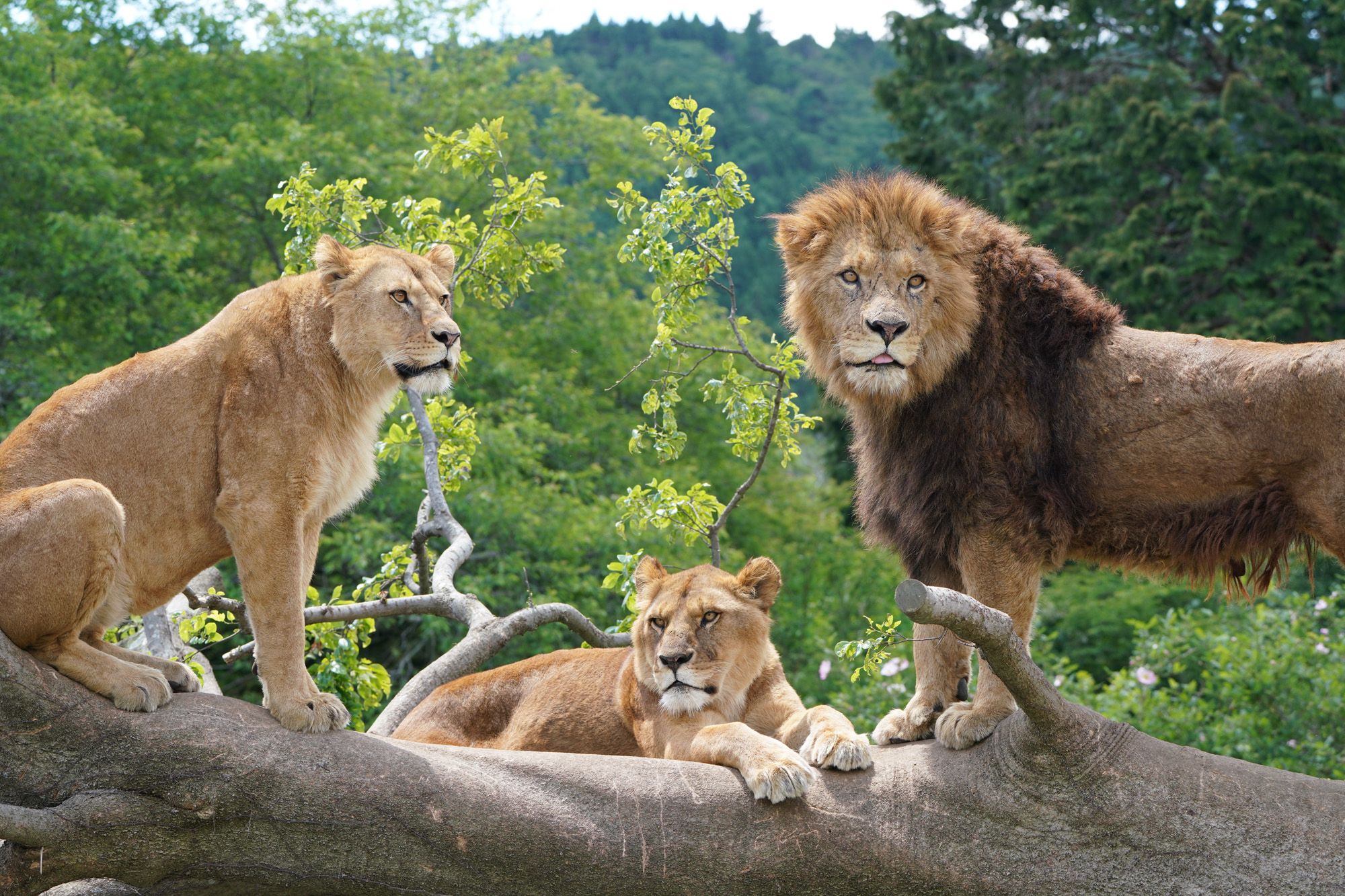 木に登って休むライオンたち / 画像提供：富士サファリパーク