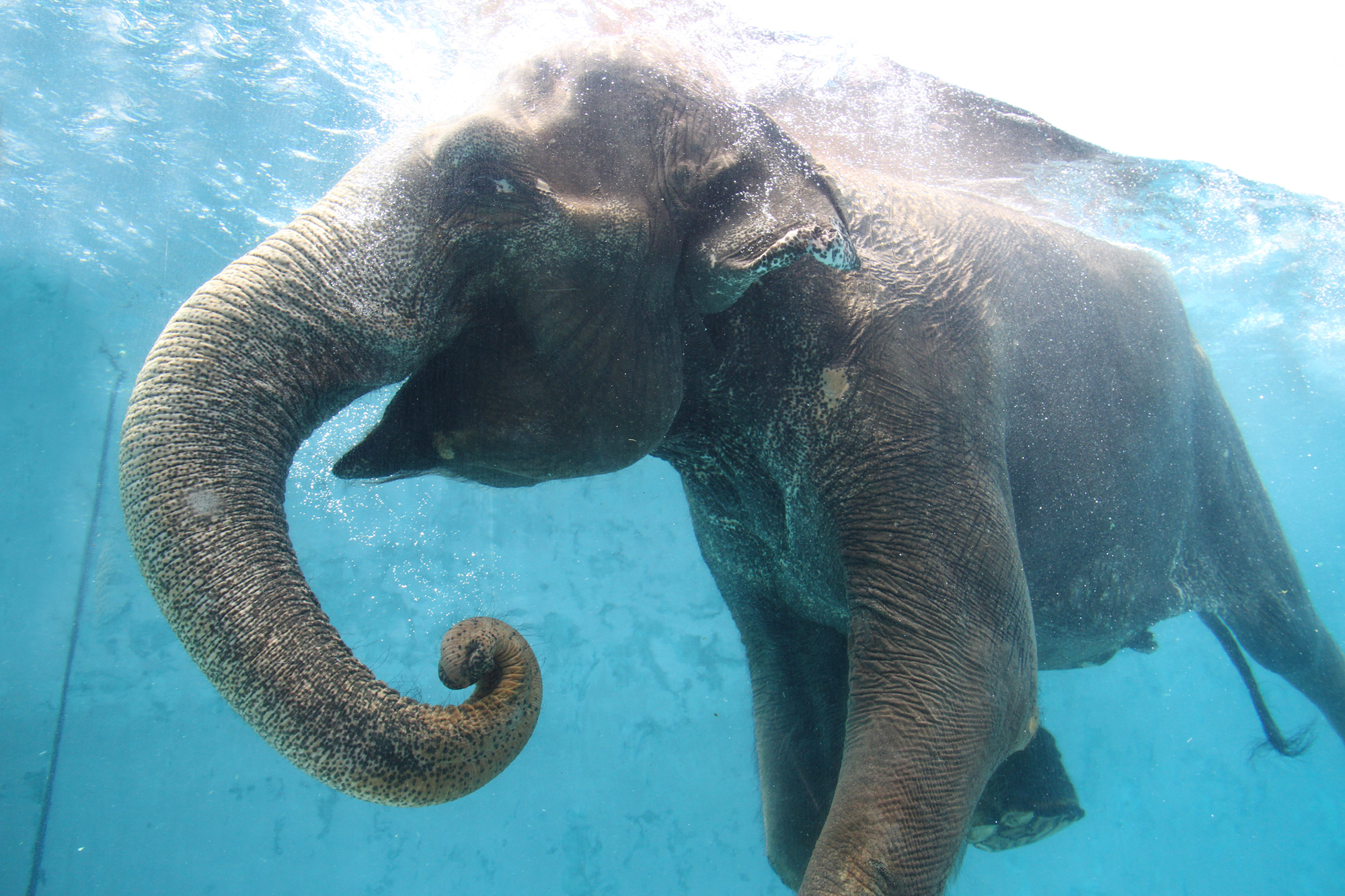 泳ぐゾウ / 画像提供:富士サファリパーク