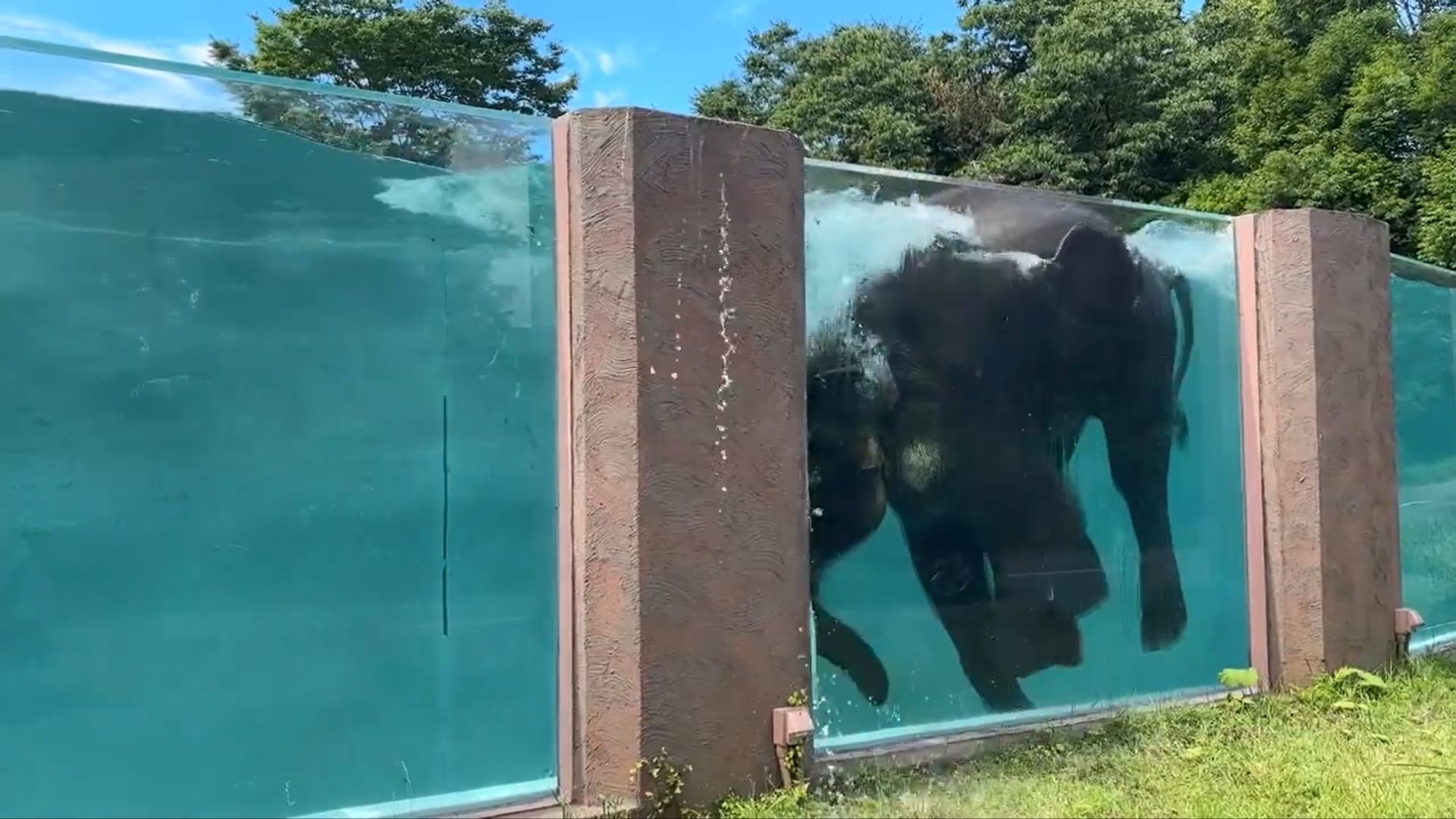 水中に潜るゾウ / 富士サファリパークの公式Ｘアカウントより