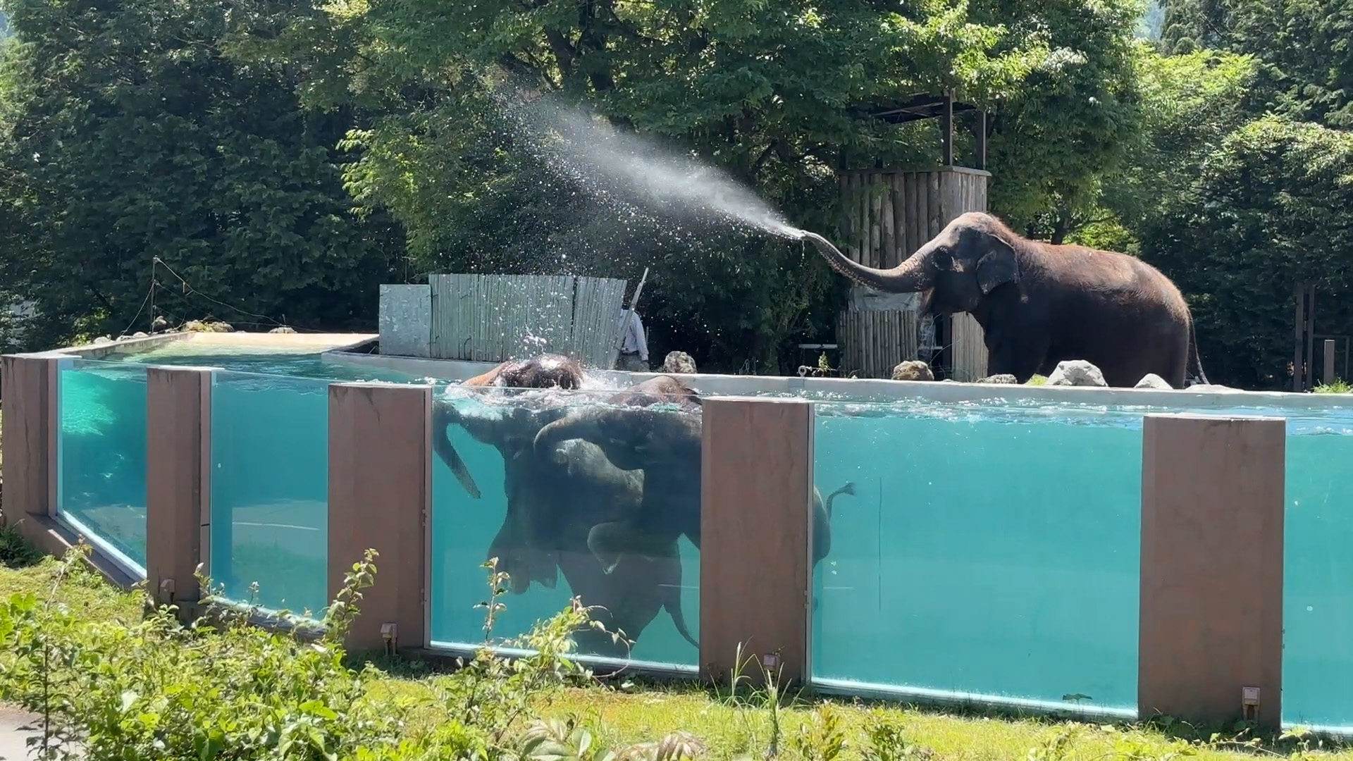 ゾウテラスからの眺め / 画像提供：富士サファリパーク