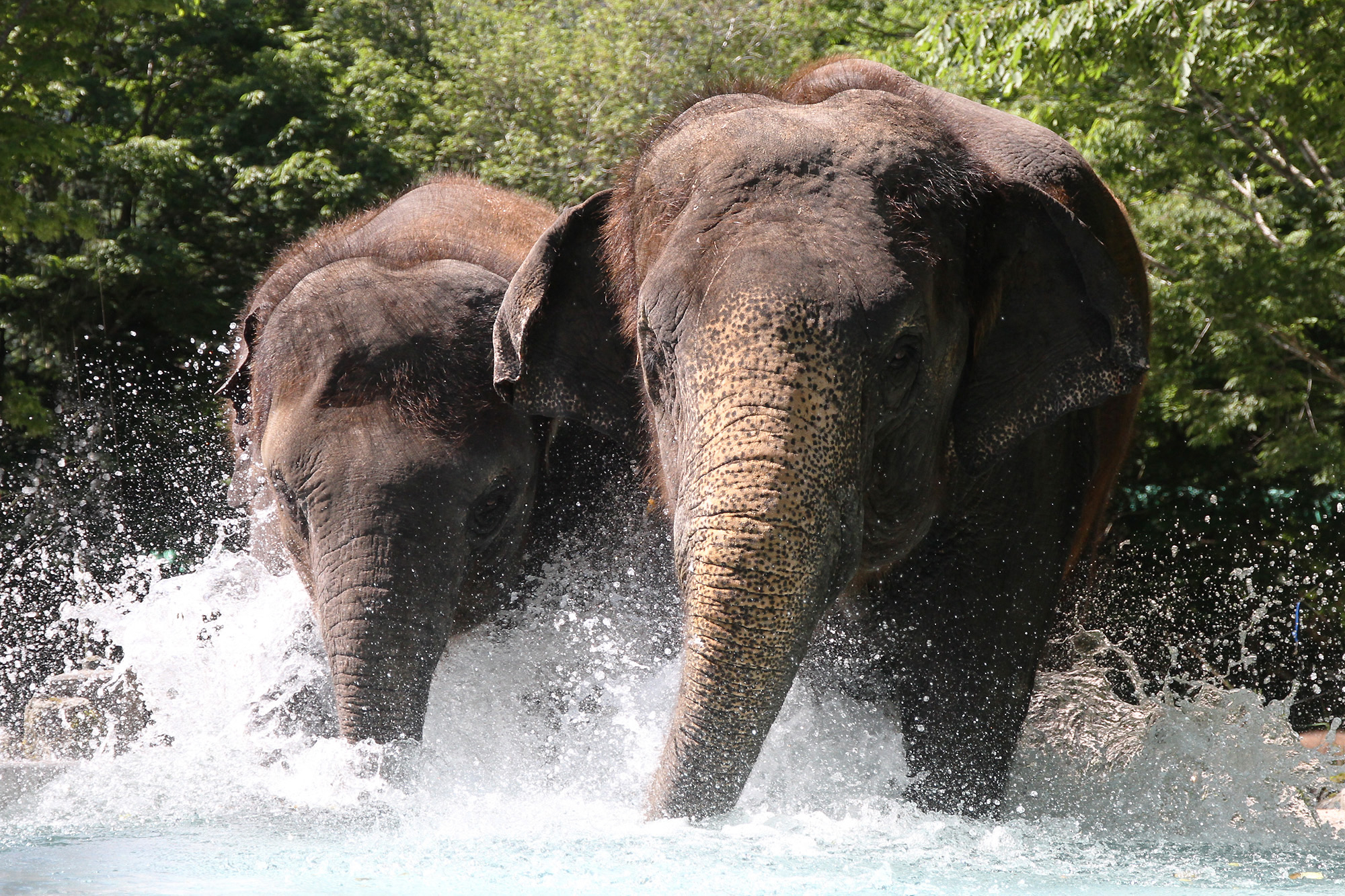 水槽に入っていくゾウ / 画像提供：富士サファリパーク