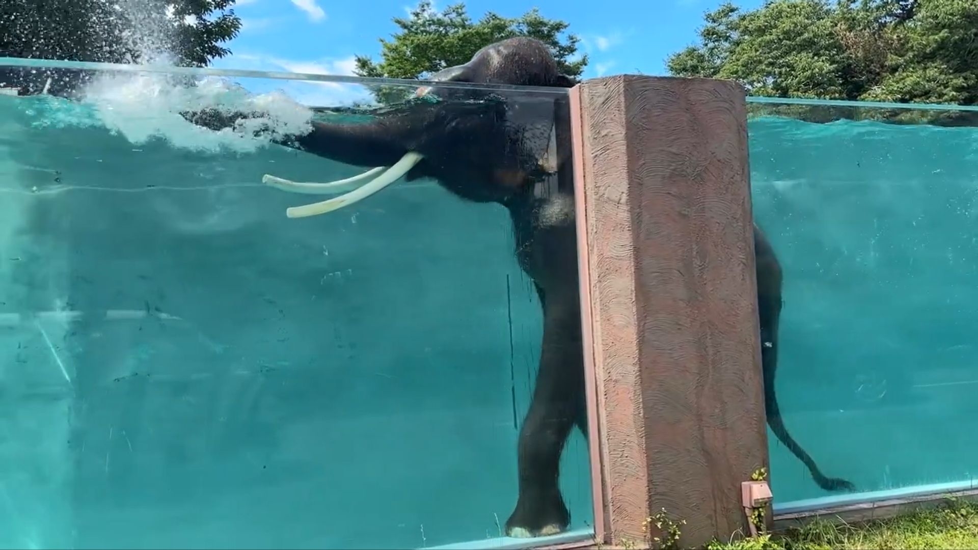 水中から顔を出すゾウ / 富士サファリパークの公式Ｘアカウントより