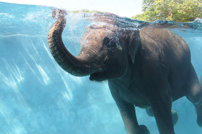 泳ぐゾウ / 画像提供：富士サファリパーク
