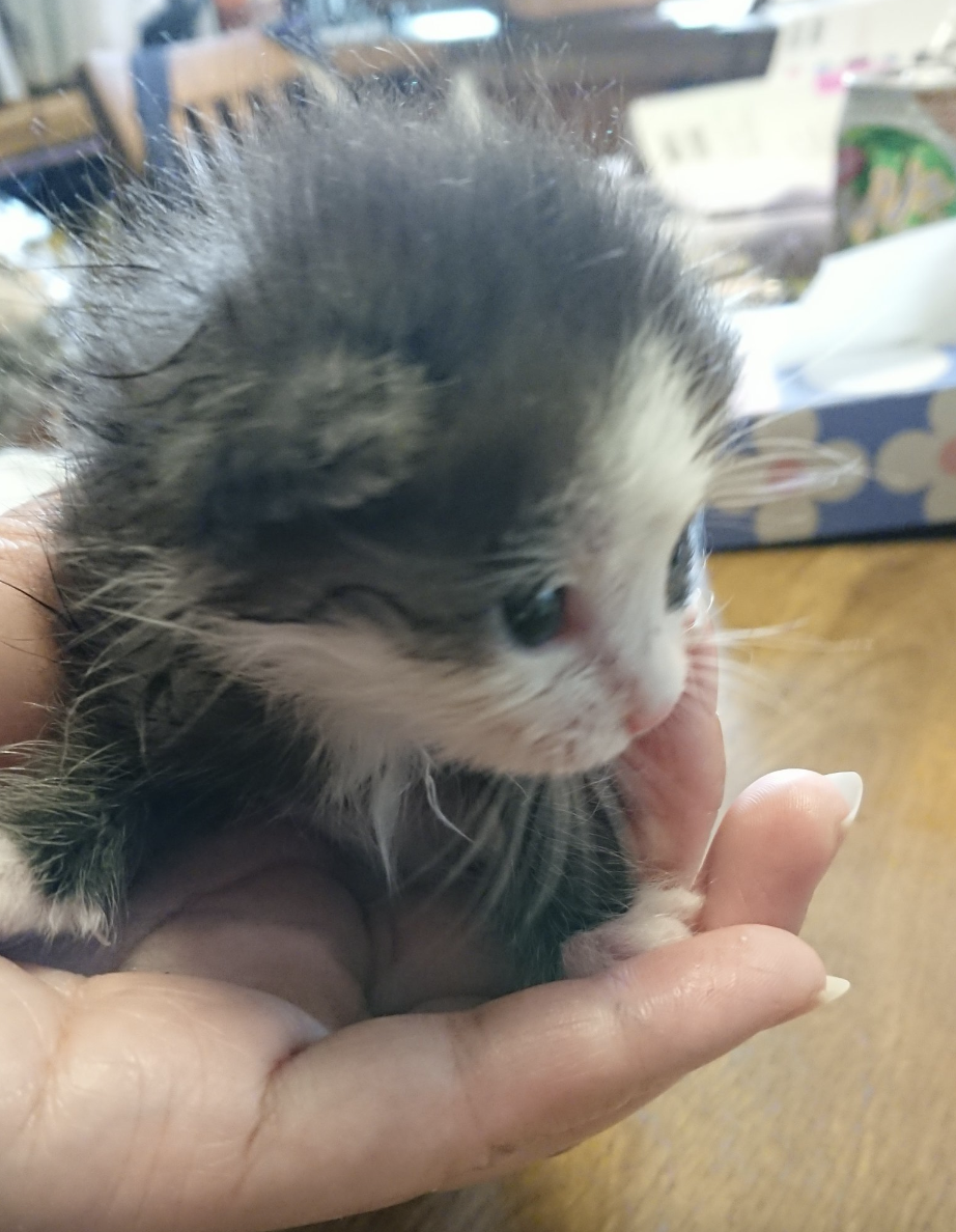 わびすけさん(@vDPi3lzXdcj7iR7)のXより