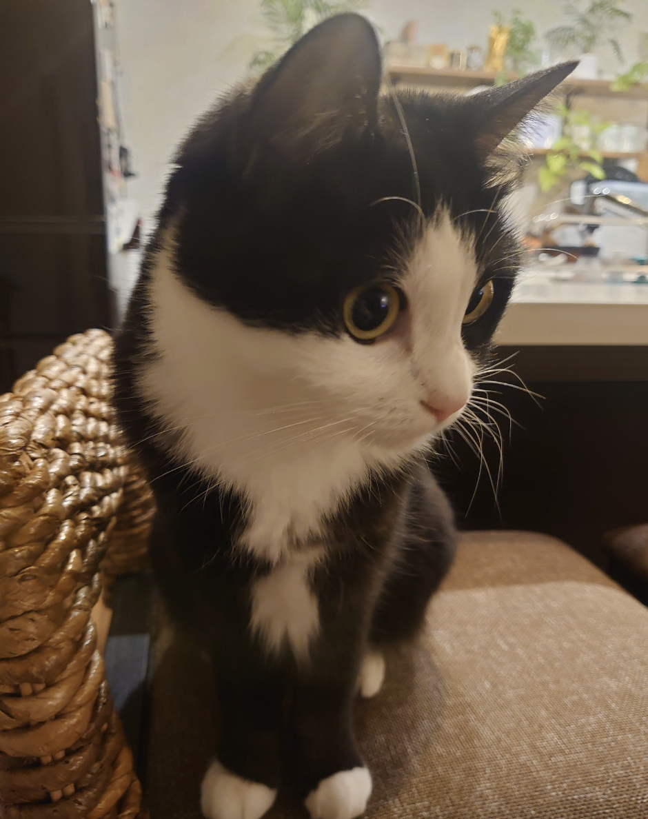 わびすけさん(@vDPi3lzXdcj7iR7)のXより