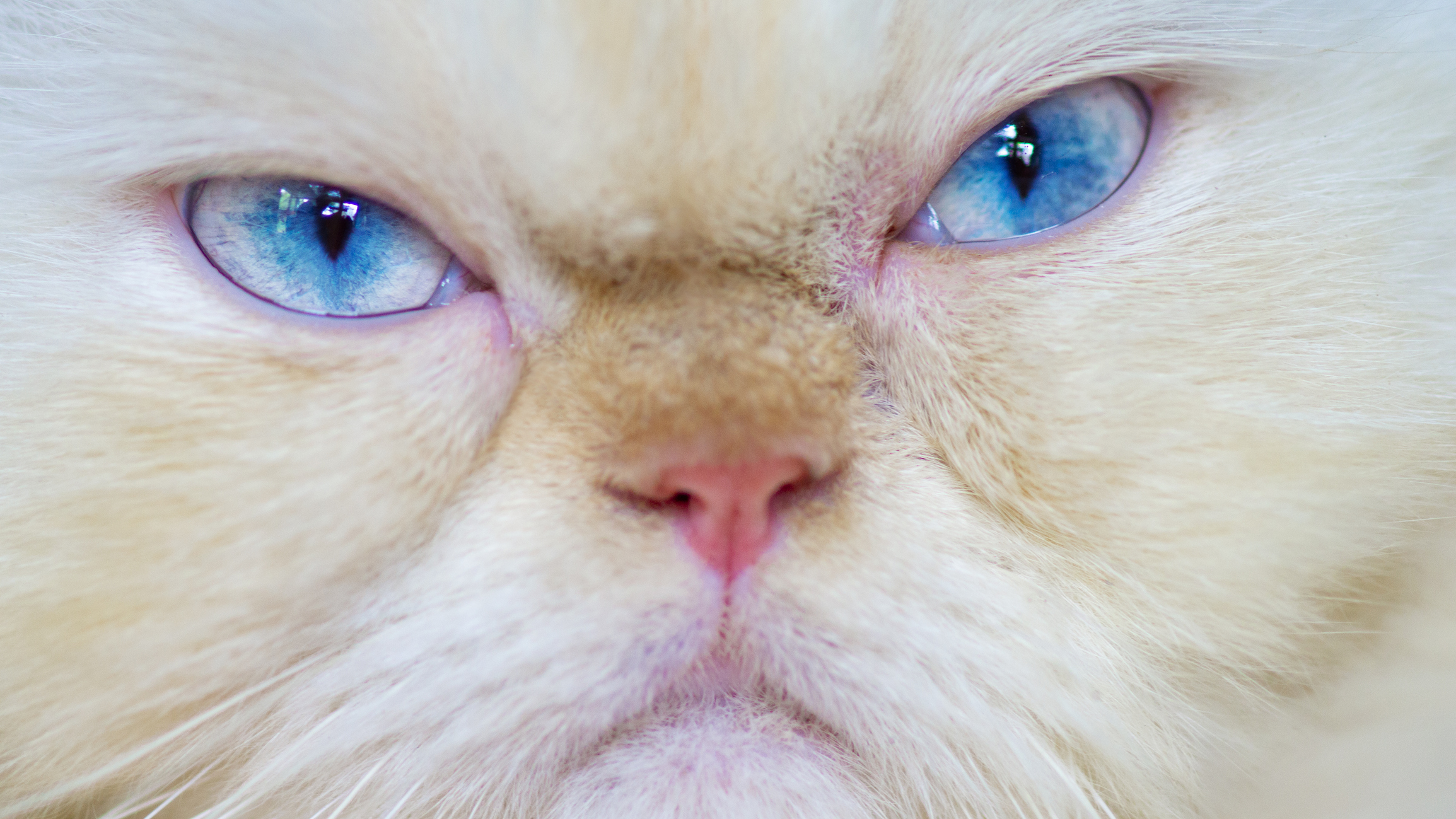 Close-up of a grumpy-looking cat with striking blue eyes