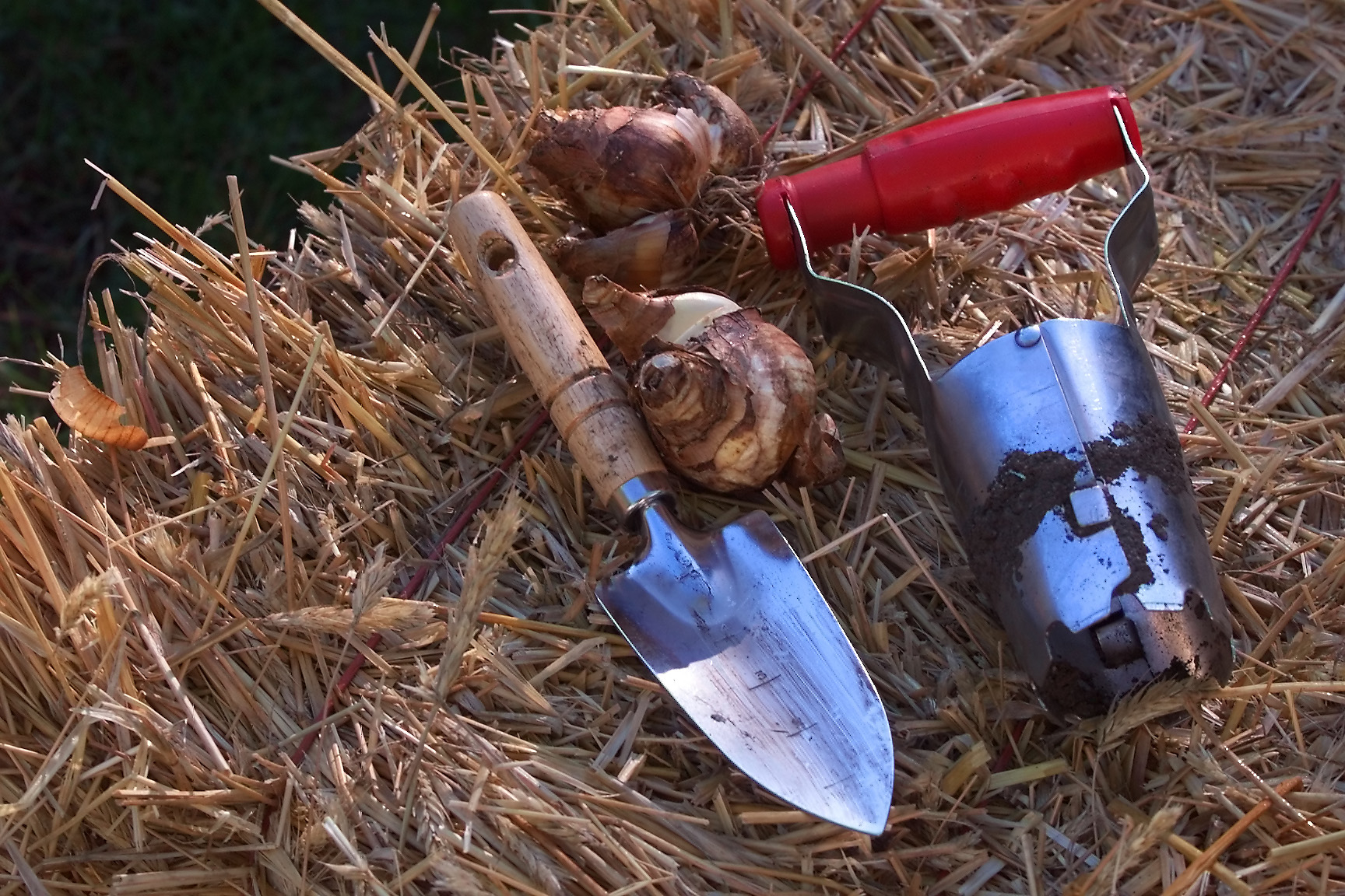 A small gardening trowel and a bulb planter with a red handle are placed on a pile of straw next to some flower bulbs