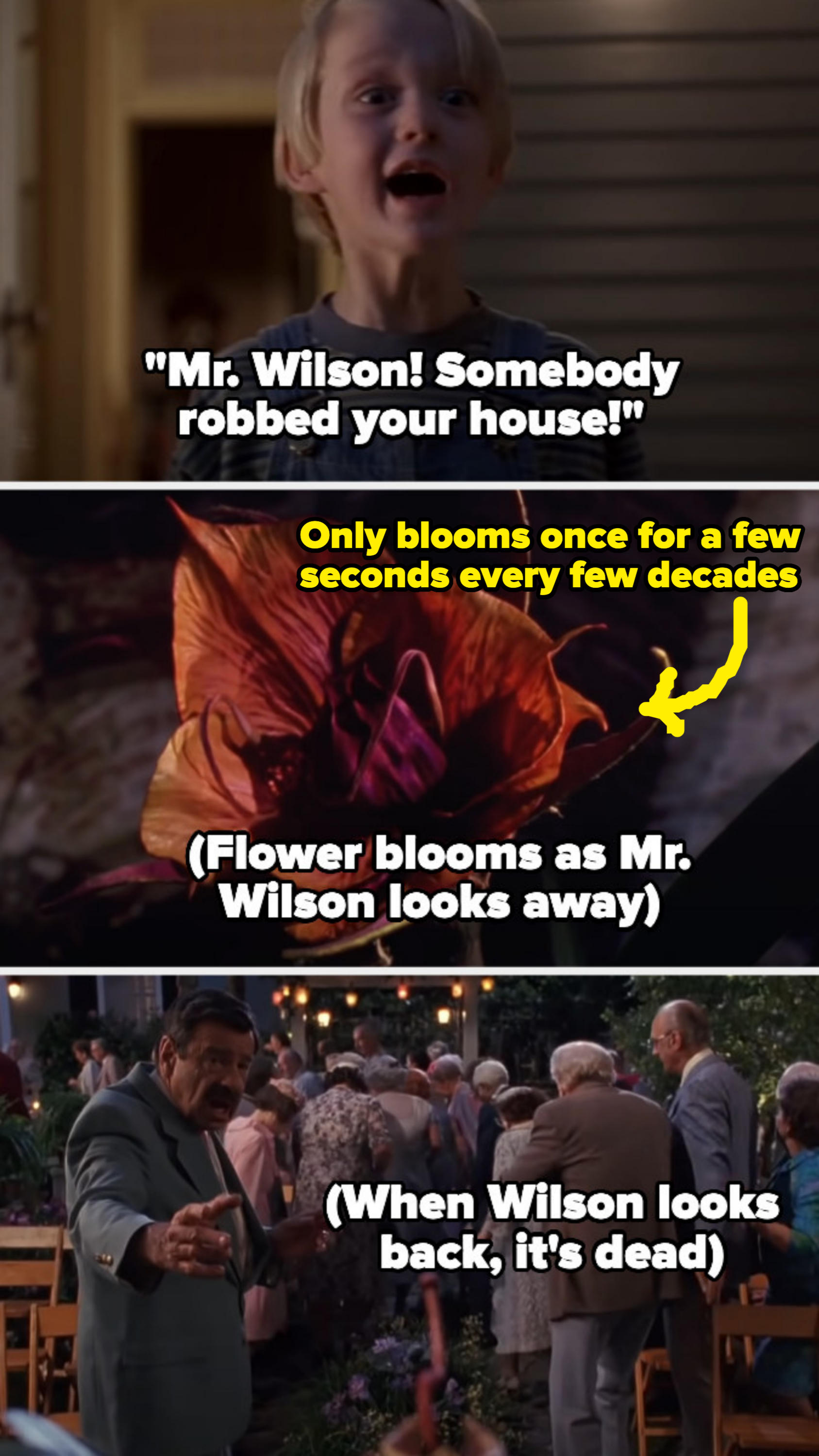 Mr. Wilson turning back to a flower that once bloomed but is now dead in under his view