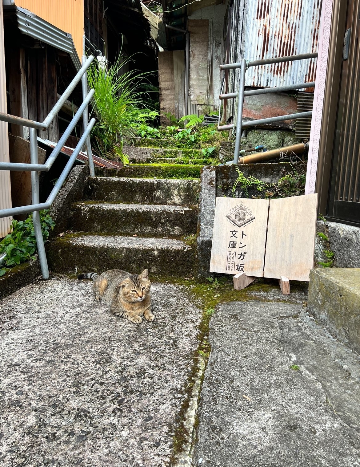 晴れの日に看板猫をしていた野良猫ちゃん / 写真提供:トンガ坂文庫さん