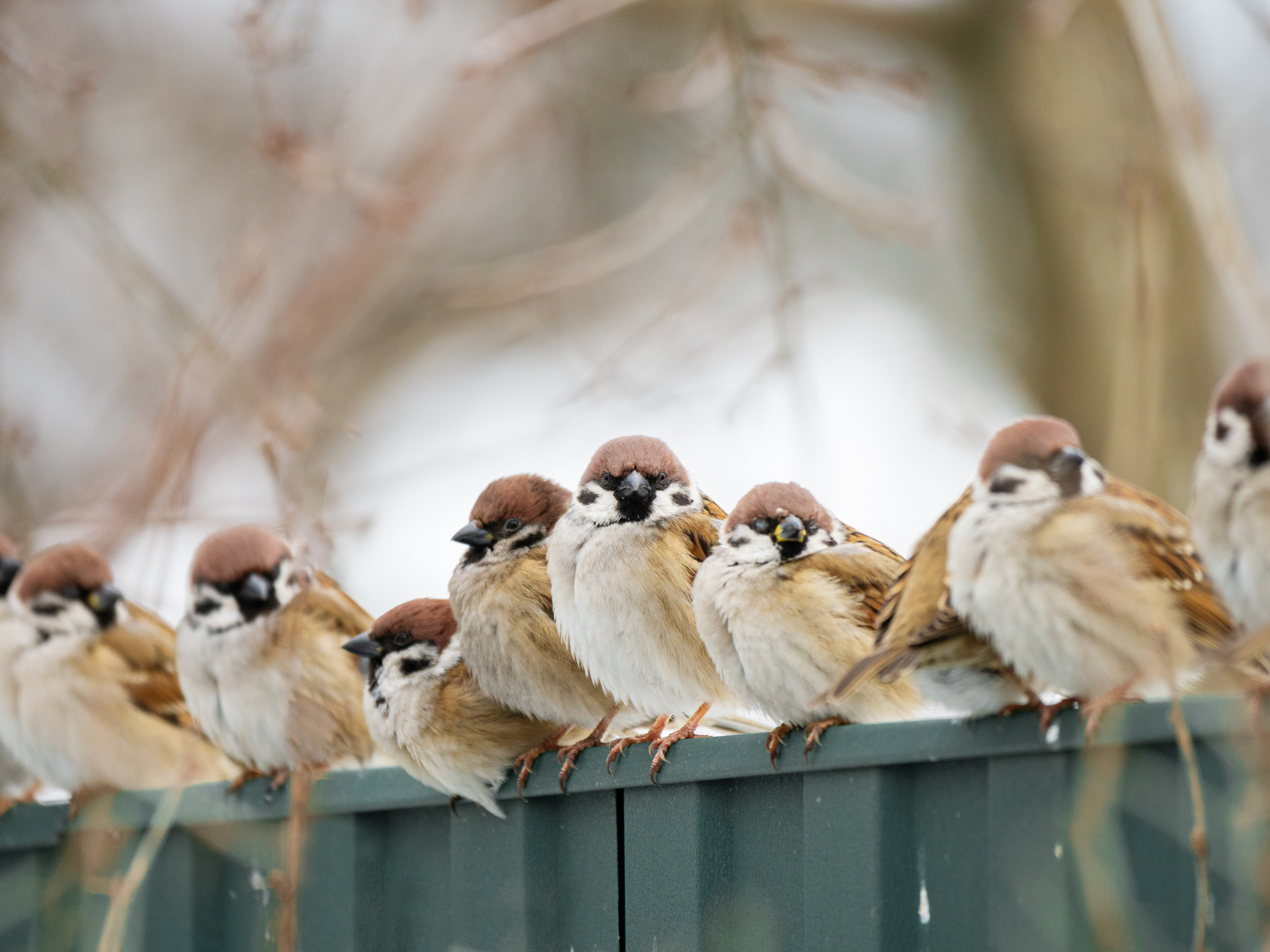 数羽のスズメがフェンスの上に並んでとまっている。背景にはぼやけた木の枝が見える。