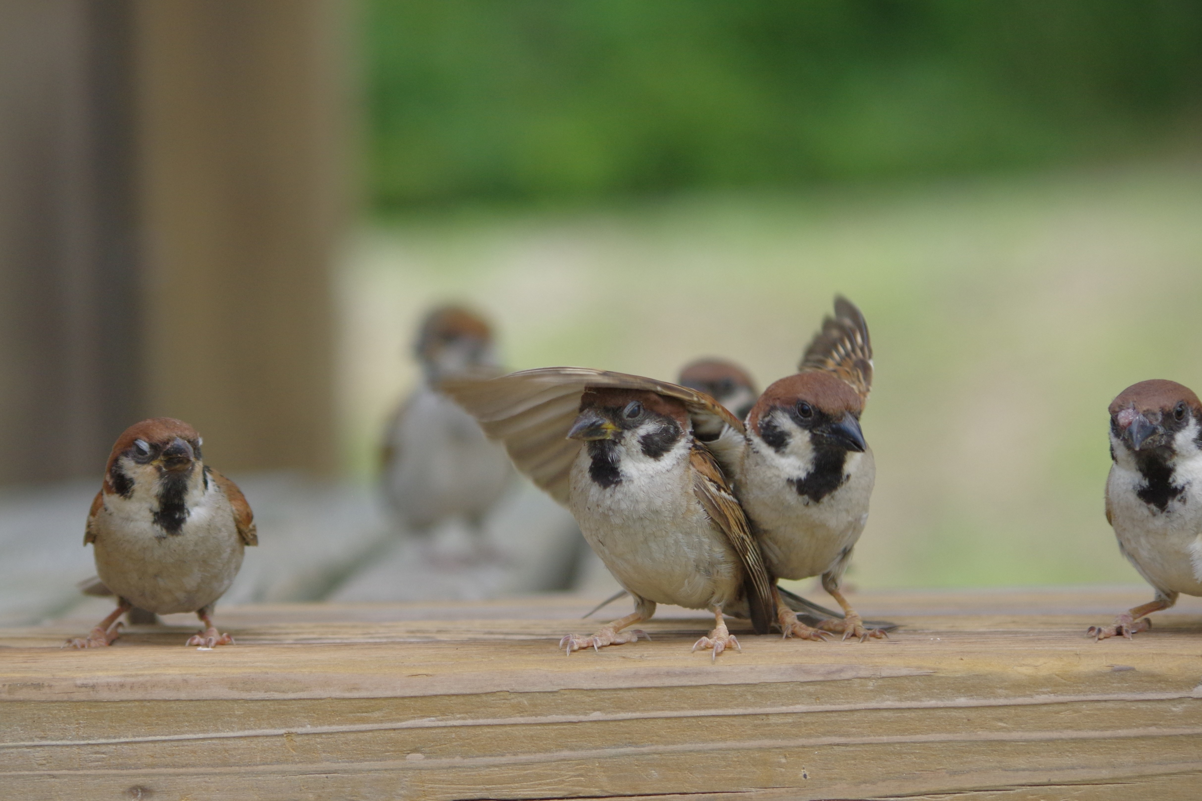 数羽のスズメが木柵の上にとまっている様子。