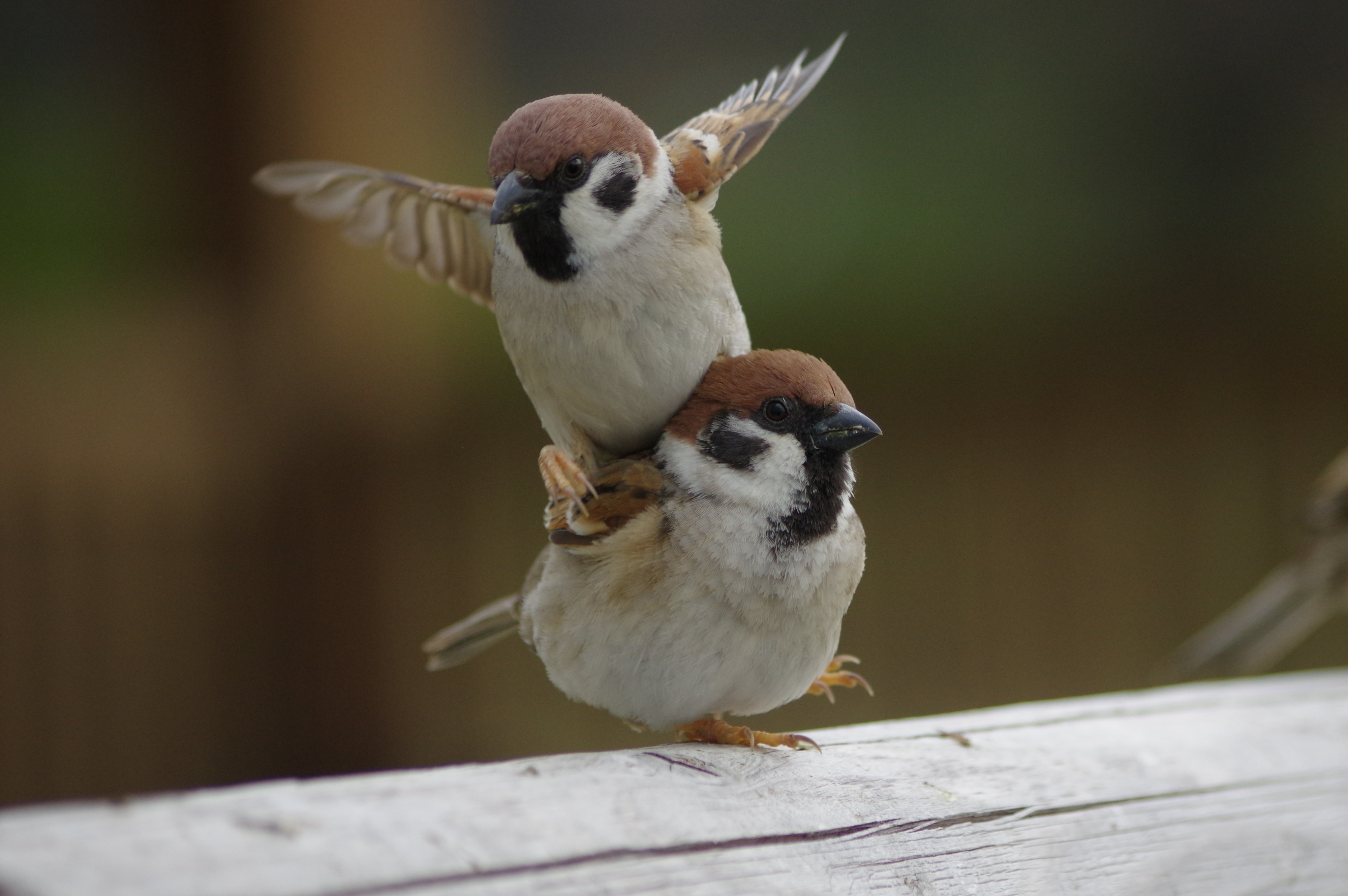 2羽のスズメが木の柵にとまっている。1羽がもう1羽の背中に乗っている。