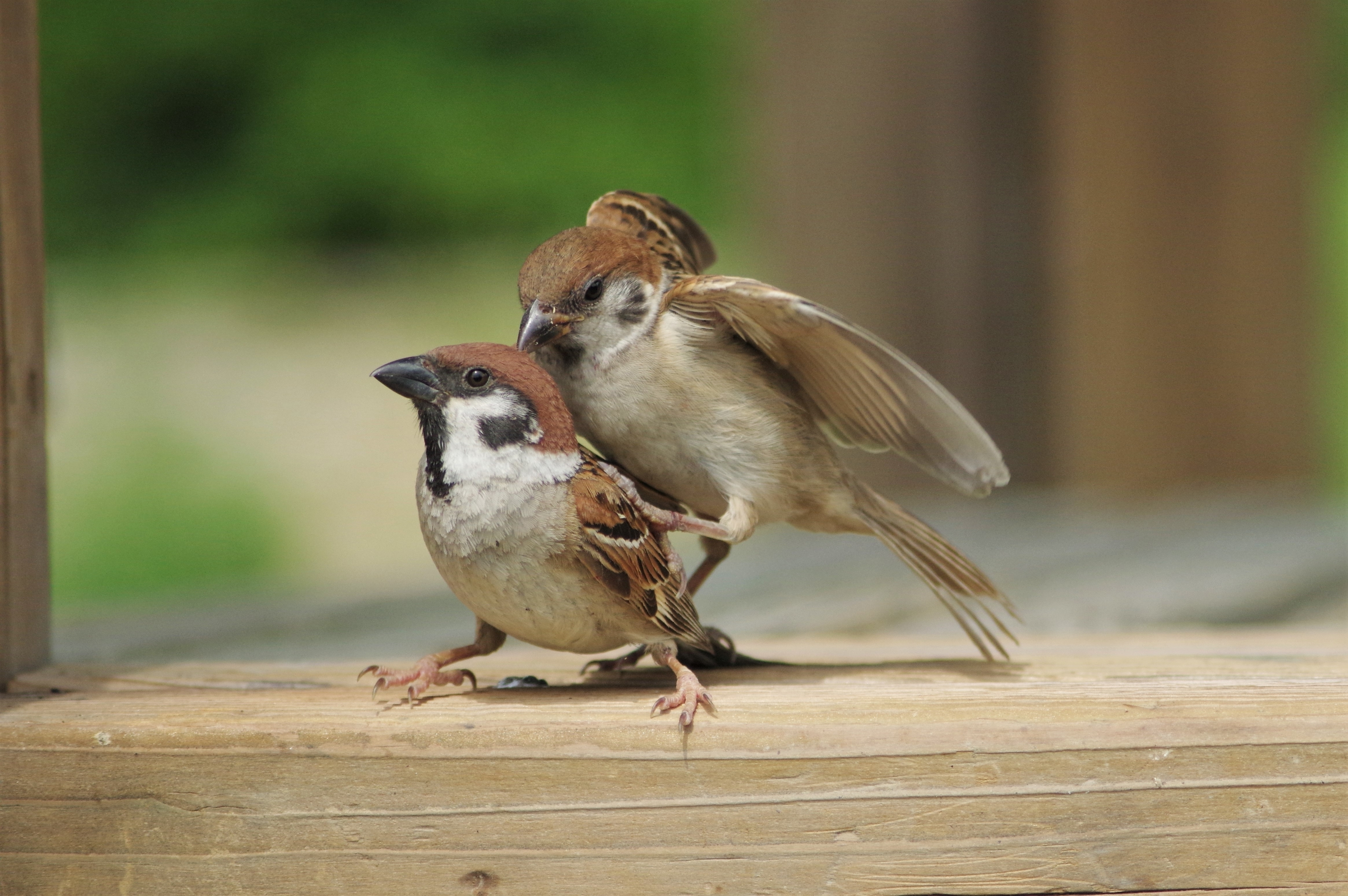 二羽のスズメが木のフェンス上で戯れている。背景はぼやけた自然の風景。
