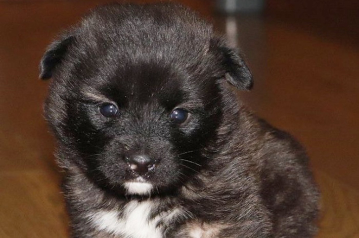 飼い主さんが出会った当初のこまちちゃん