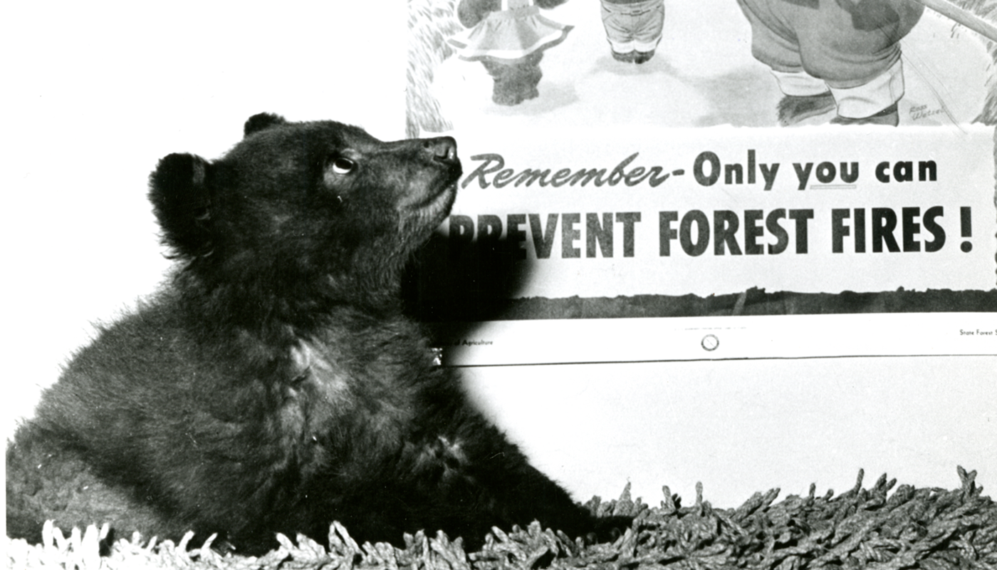 A black bear cub sits in front of a poster that reads "Remember—Only you can prevent forest fires!"