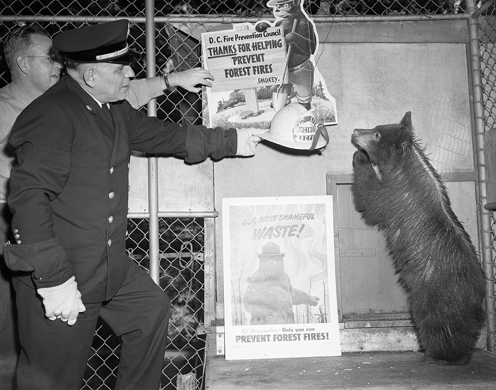 A firefighter presents a hat to a bear standing on hind legs in a cage. Two Smokey Bear posters regarding forest fire prevention are displayed