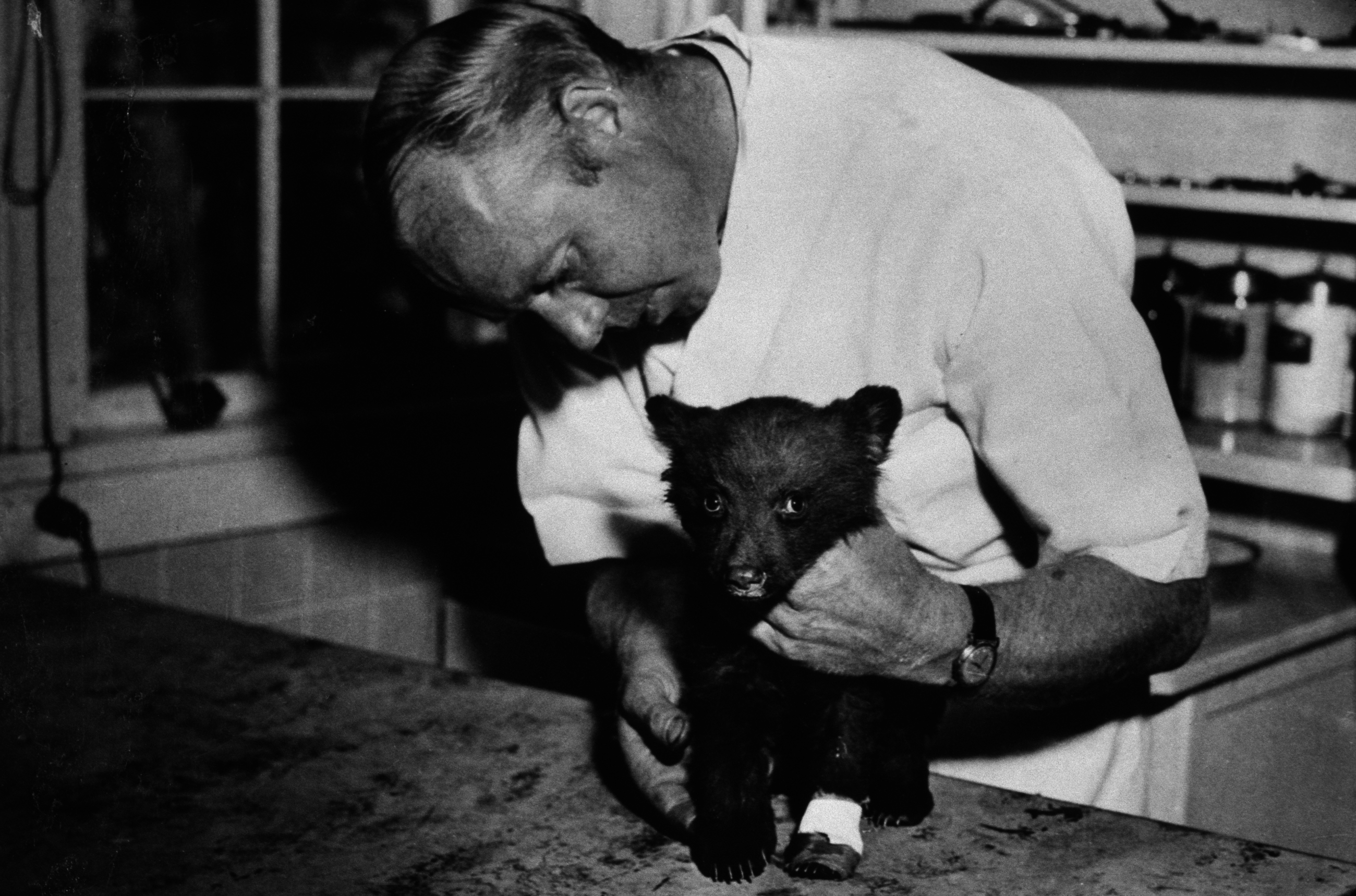 A man, whose name is not provided, gently tends to a small bear cub in what appears to be a veterinary setting