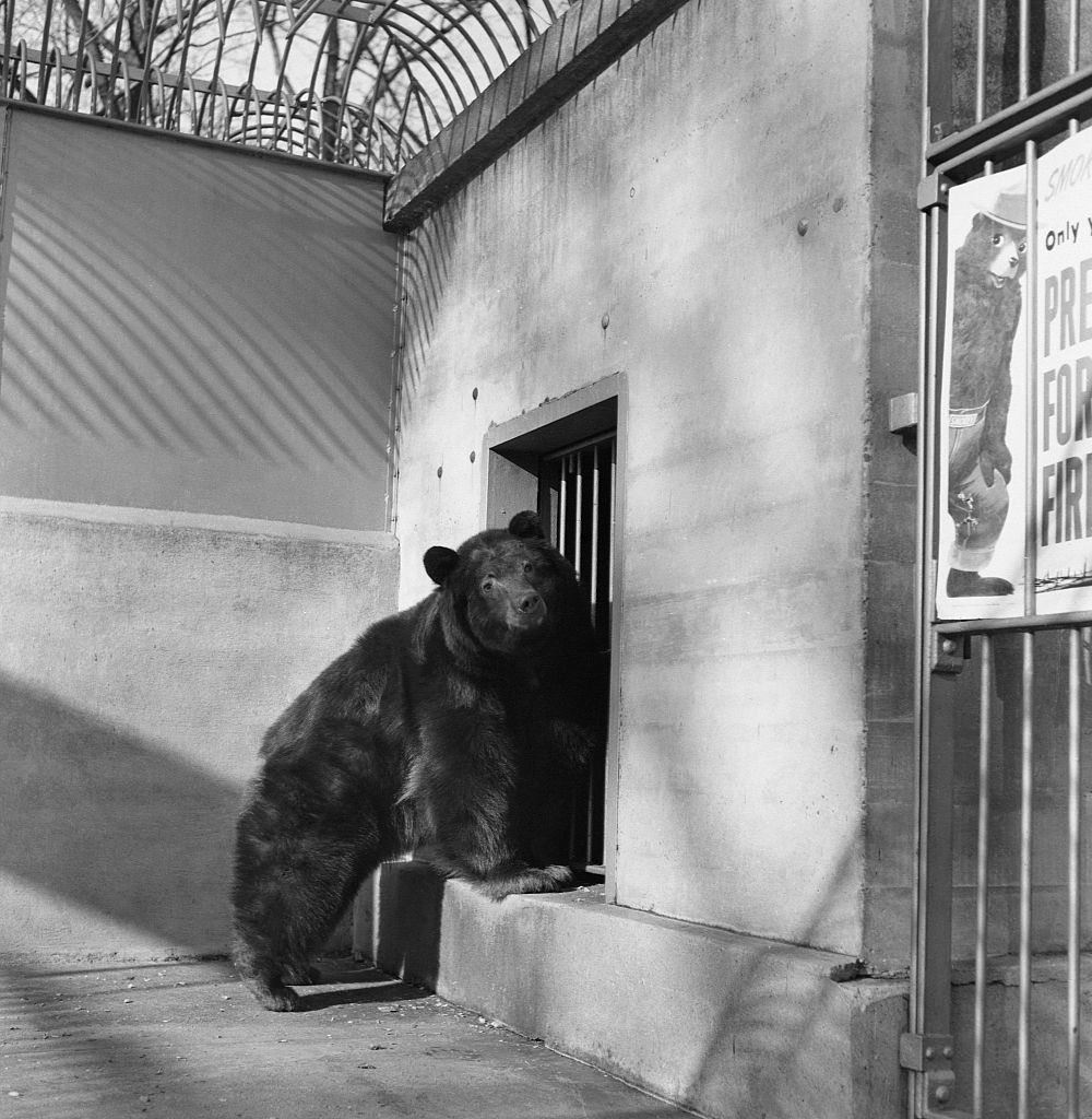 A bear stands on its hind legs next to the bars of its enclosure at a zoo. A poster on the right shows a bear and reads "PREPARE FOR FIRE."
