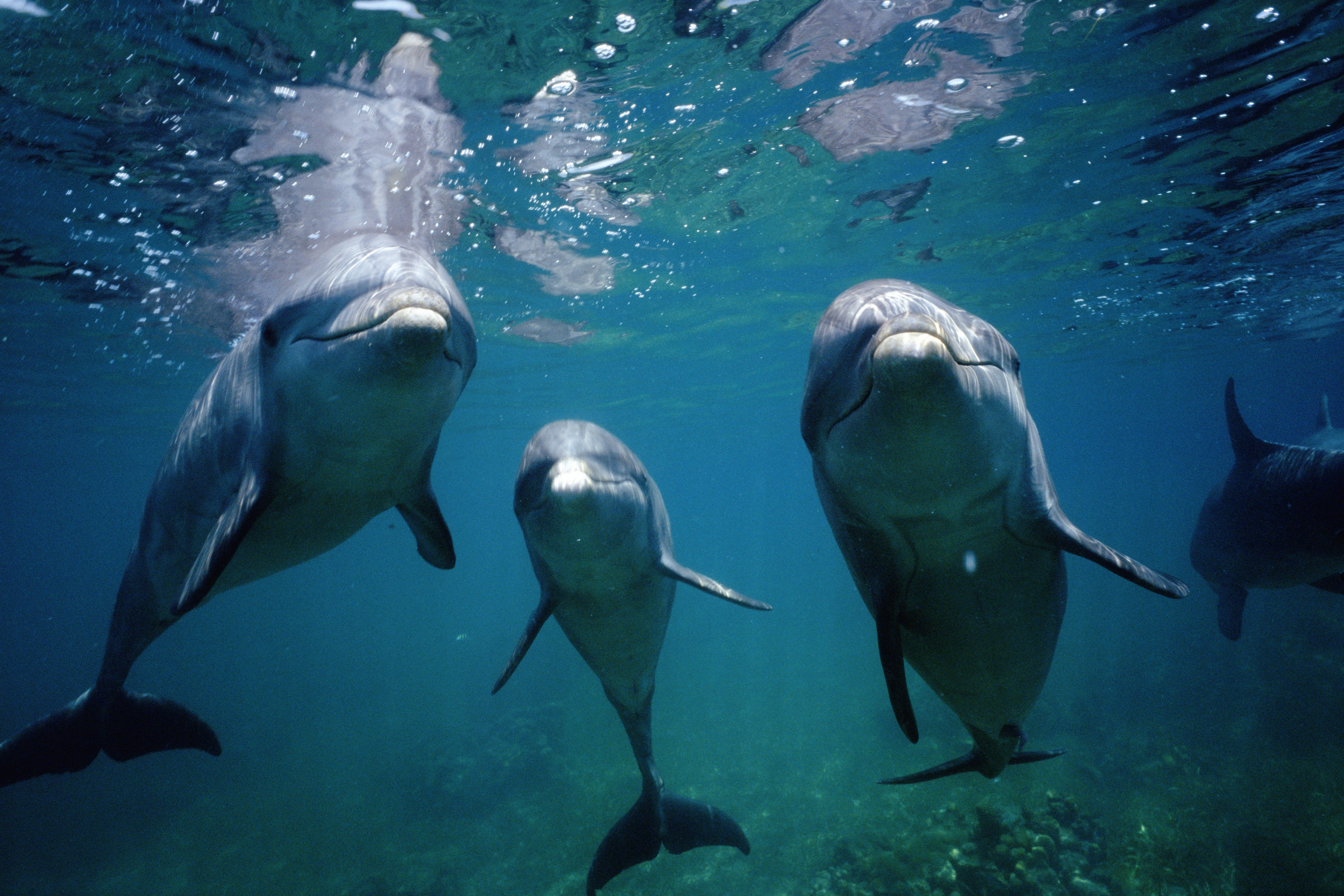 Three dolphins swimming underwater, facing the camera with their snouts slightly above their bodies