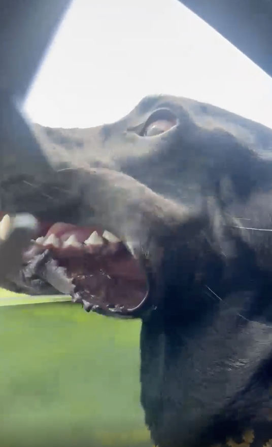 A close-up of a black dog's face with its mouth open, enjoying the wind through a car window