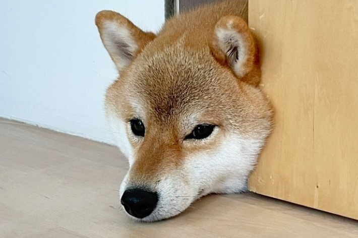 扉の隙間から顔だけ出してくつろぐマヤちゃん