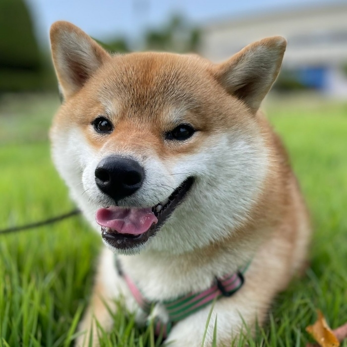 お散歩中、ニコニコ笑顔のマヤちゃん