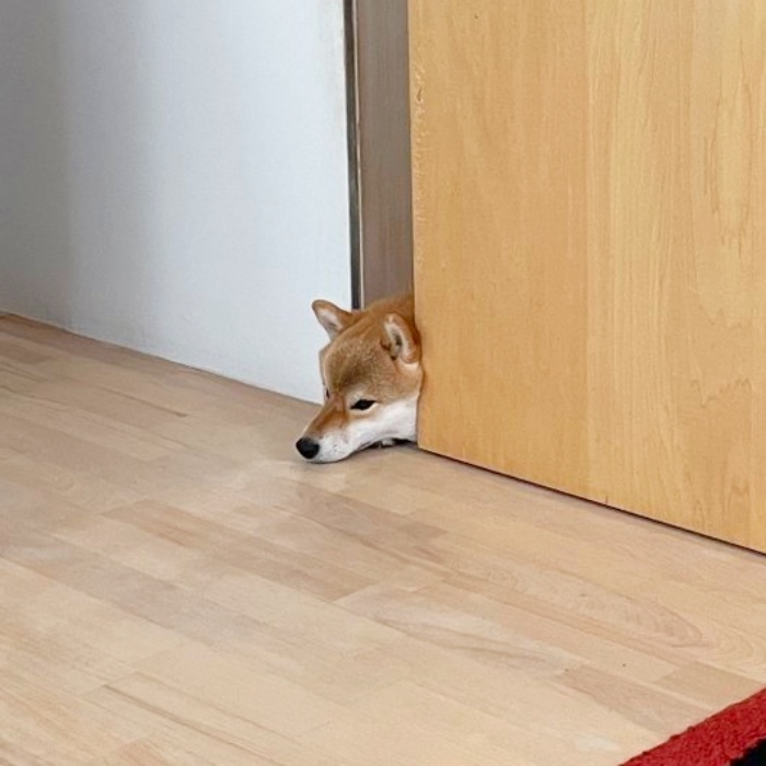 気持ち良さそうに寝そべるマヤちゃん