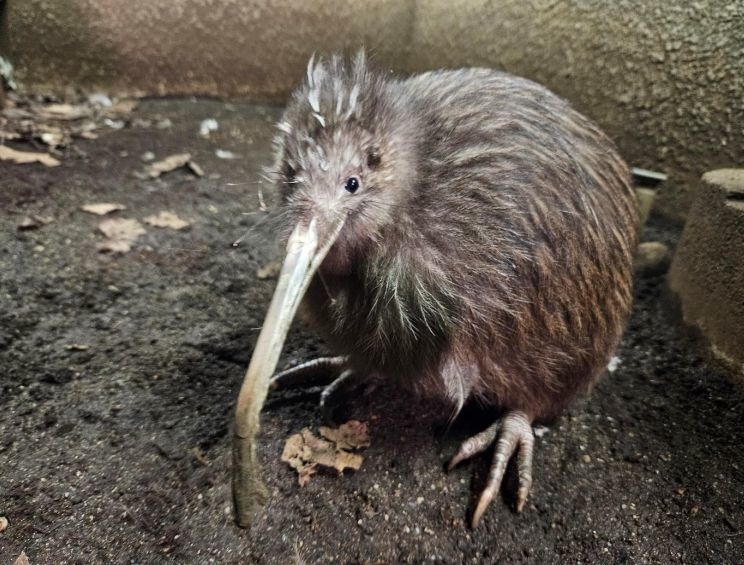 キーウィのプクヌイ / 「天王寺動物園のキーウィの死亡について」の資料画像より