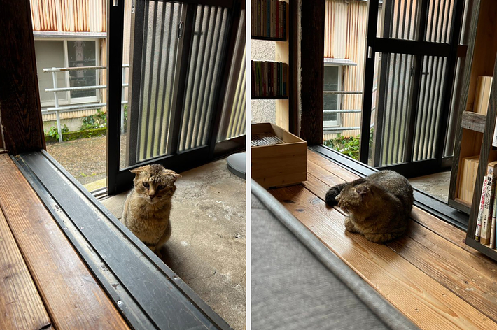 雨宿りしにきた猫ちゃん / トンガ坂文庫さんのXより