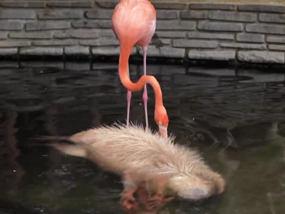 フラミンゴが池の中でカピバラの背中をつついているところ