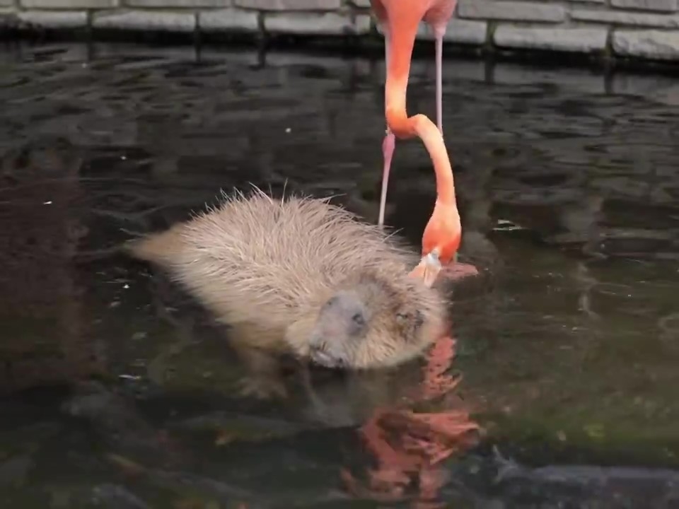 フラミンゴが池の中でカピバラの頭をつついているところ