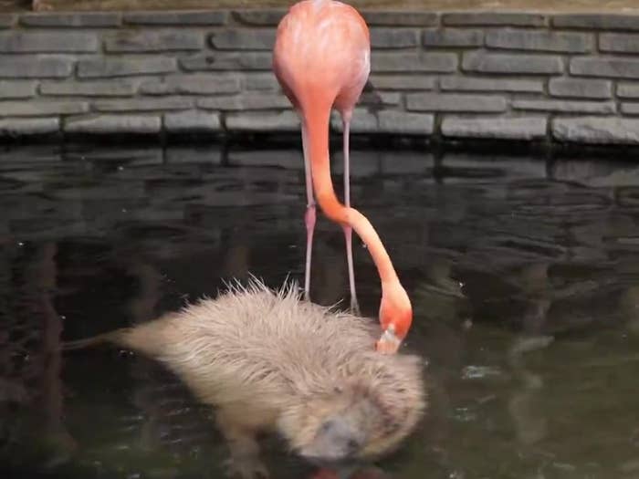 フラミンゴが池の中でカピバラの首のあたりをつついているところ