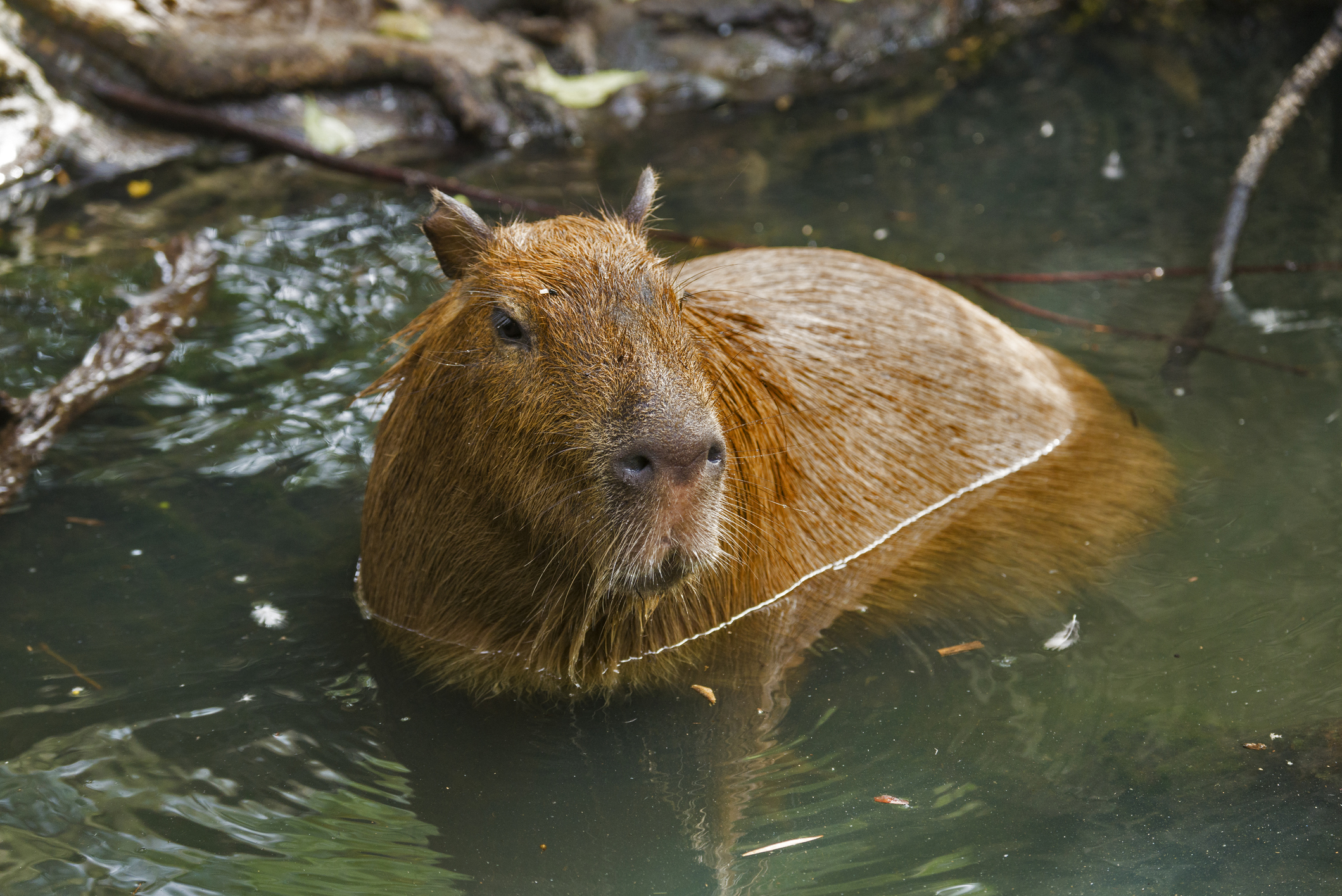 水につかるカピバラ