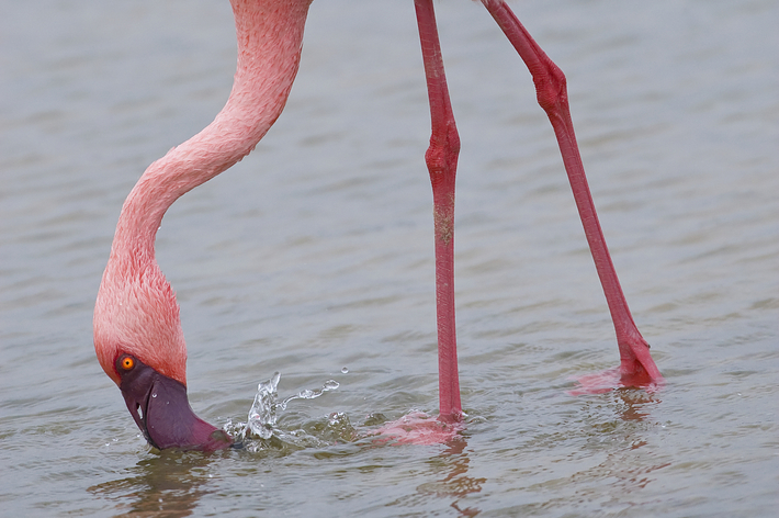 フラミンゴが水中で餌を探している姿