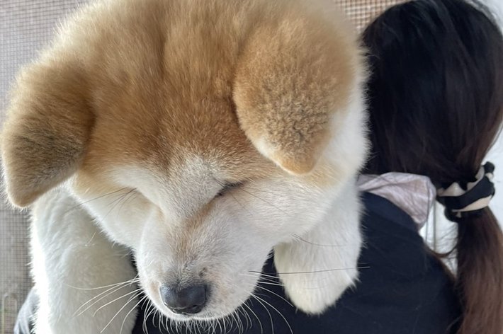女性が秋田犬の子犬を抱いている。