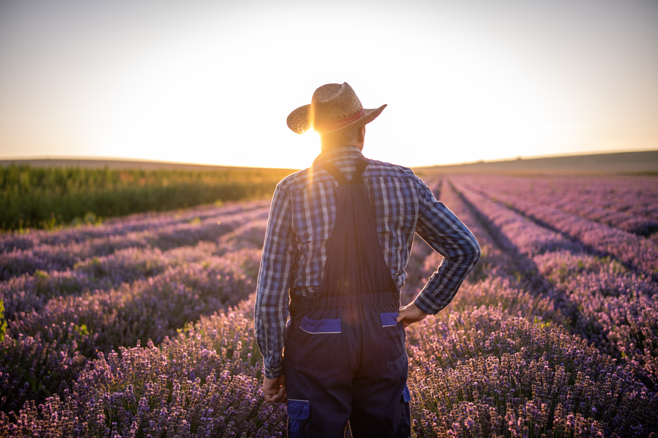 A person wearing a straw hat and overalls stands in a lavender field at sunset, facing away from the camera with one hand on their hip