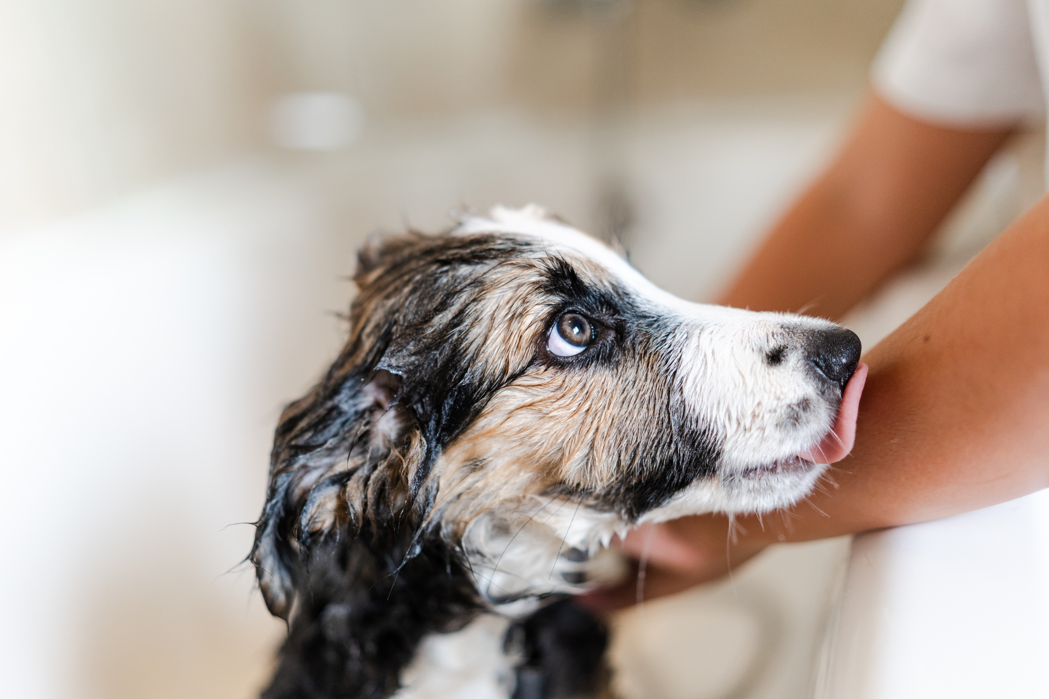 A wet dog gets a bath, licking a person's arm, showing a close-up of its face and a person's hand