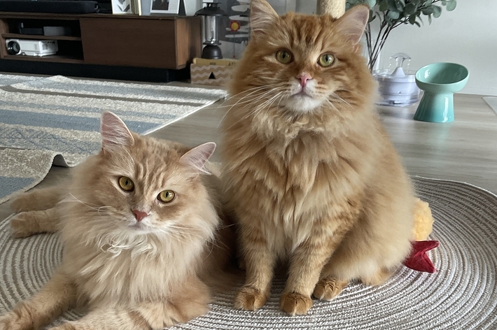 つむぎ君(左)と、とろろ君(右) / むぎとろサイベリアンさんのXより