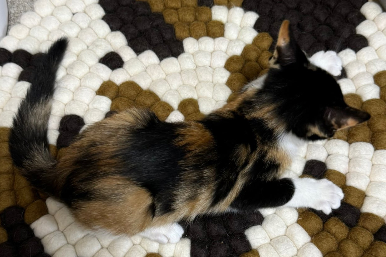 スイちゃんを発見です！