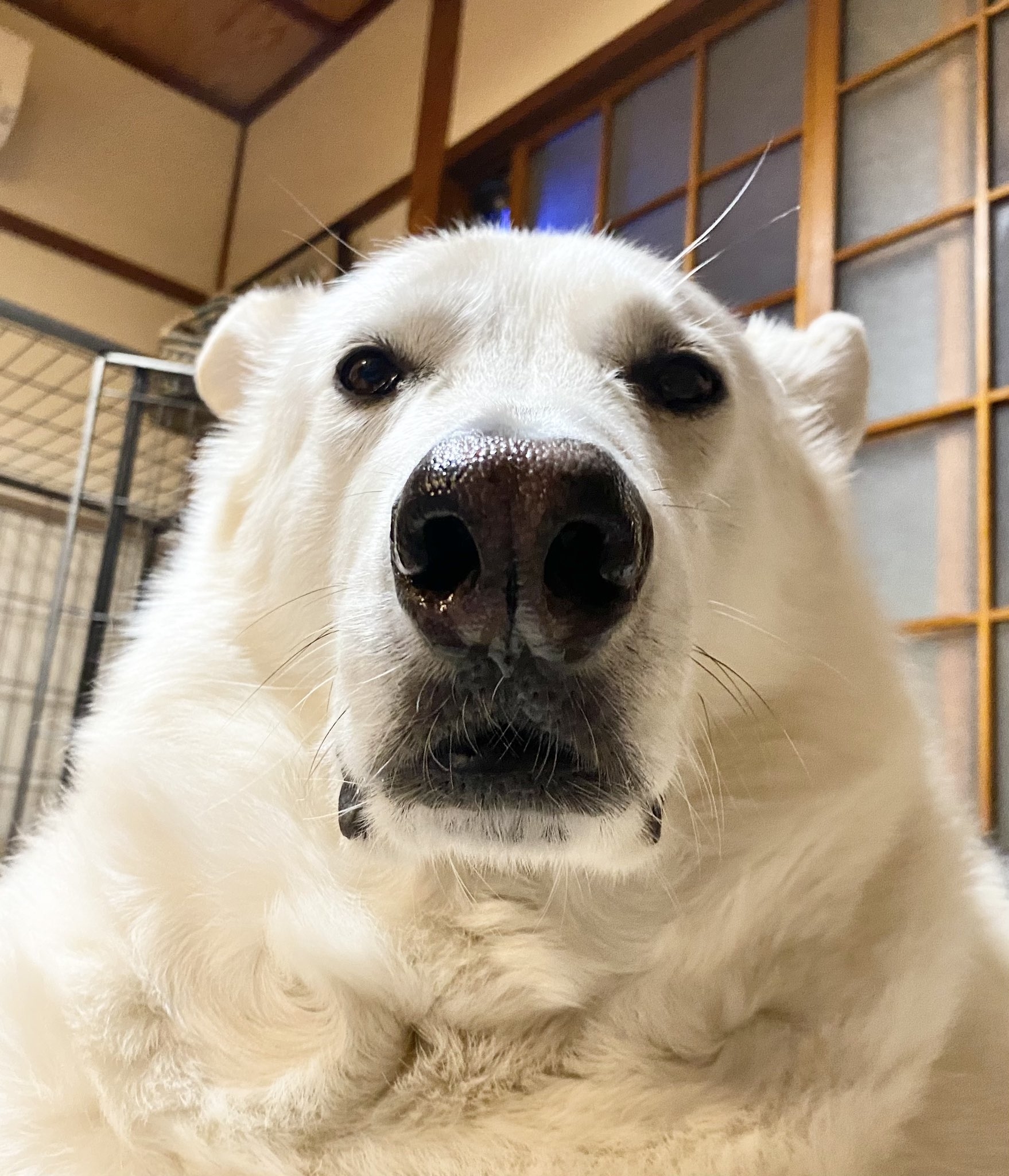 貫禄のあるシロクマ」にしか見えないワンちゃんがマジで激似→「これはシロクマ」「どう見てもシロクマ」「ガチでシロクマ」【画像】