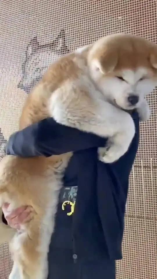 ものすごく大きいぬいぐるみ？ 生後4カ月の秋田犬がでっかすぎる