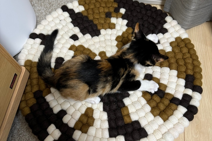 三毛猫柄チェアパッドに擬態しているのは……?