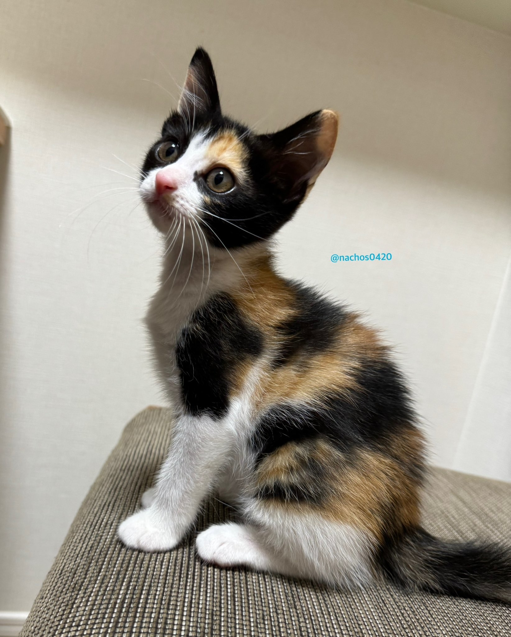 三毛猫 三毛猫の毛色を決める遺伝子をついに発見～60年間の謎だった三毛