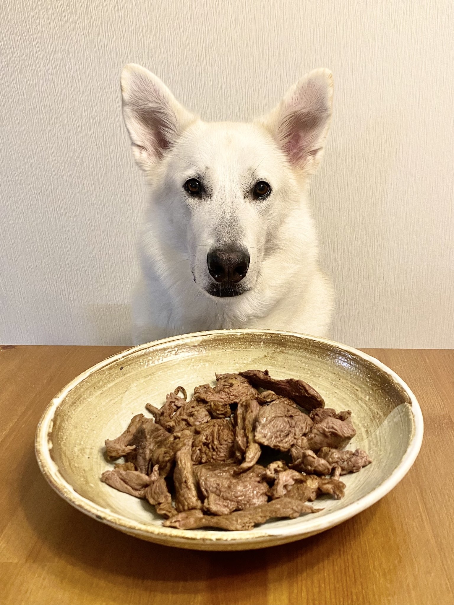 シロクマじゃない時のサン君 / riyaさんのXより