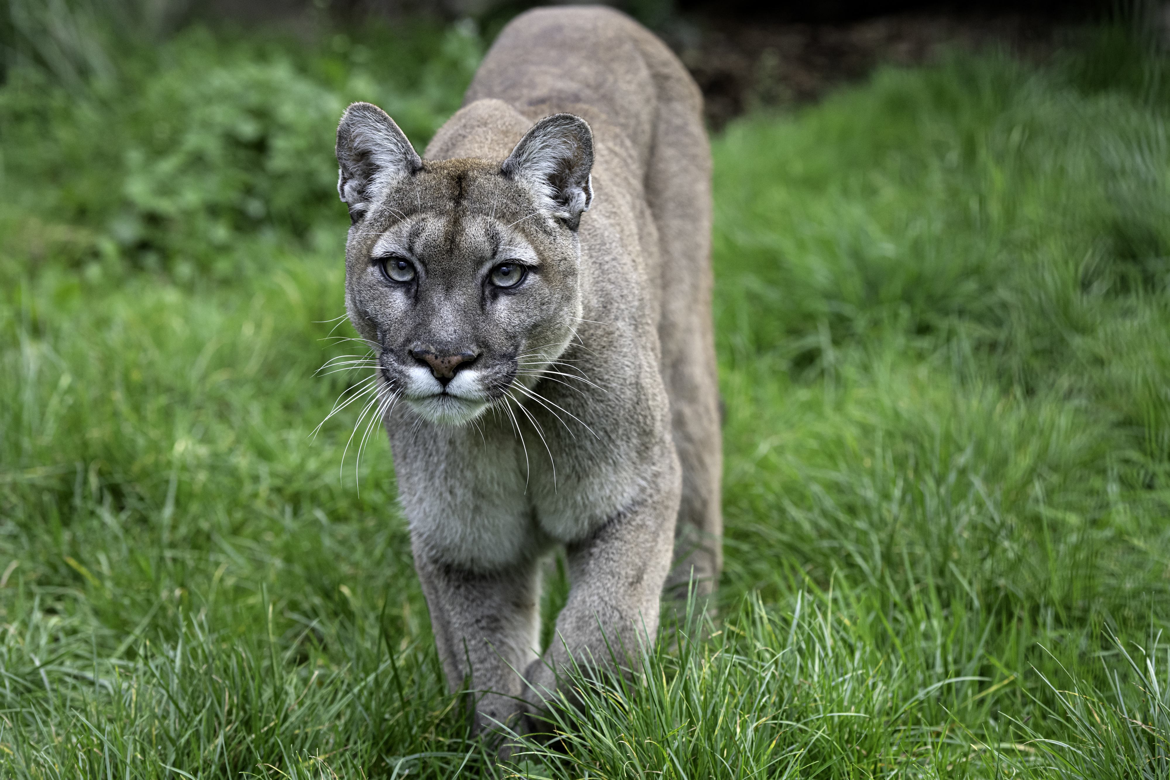 A mountain lion prowling through lush grass, staring directly at the camera