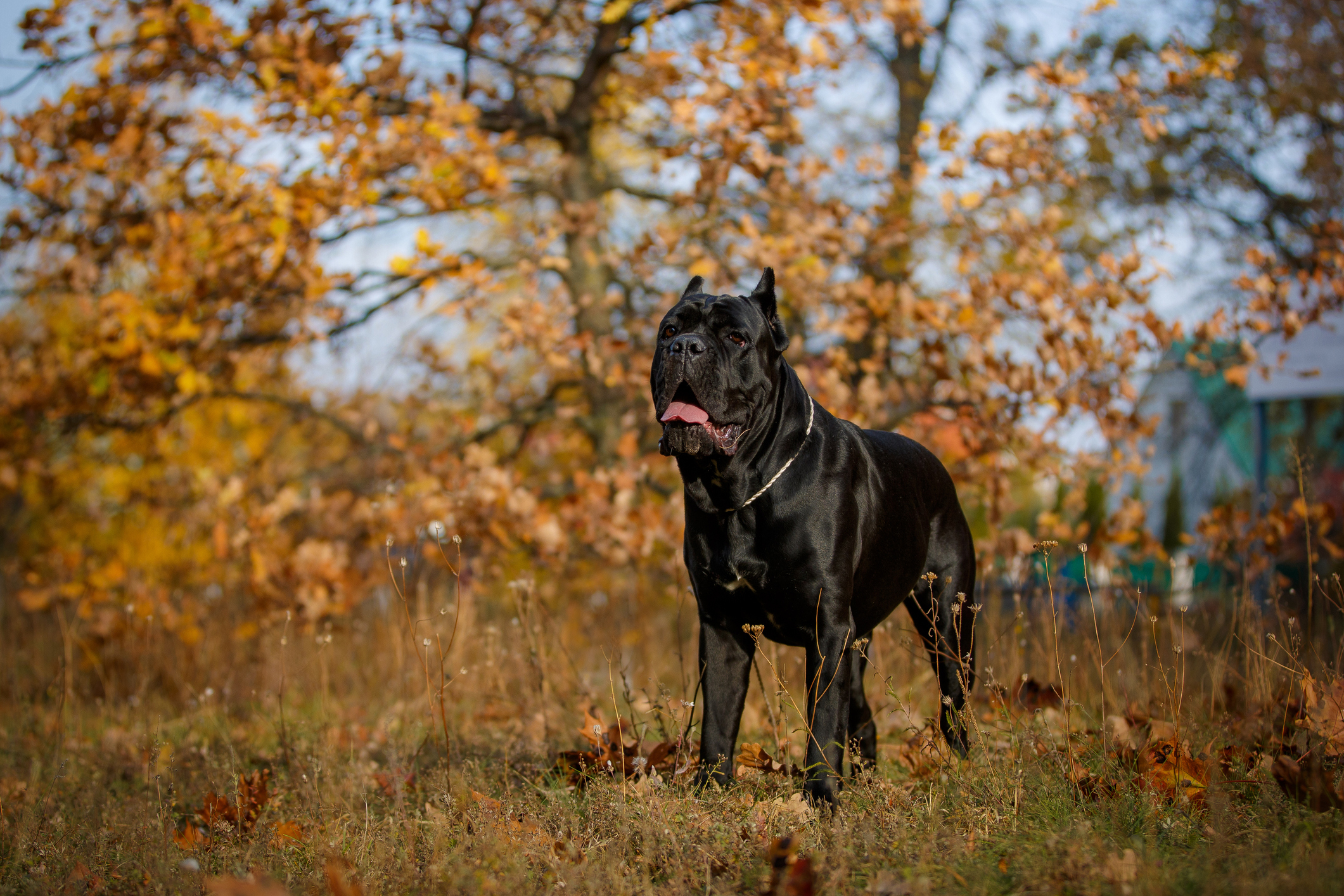 A strong, majestic black dog stands in a field with autumn foliage in the background