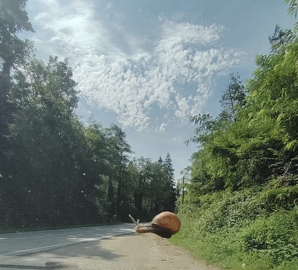 A large snail is seen crawling on the outside of a car windshield with a forested road ahead